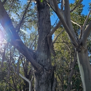 Eucalyptus sp. at Whitlam, ACT - 19 Jul 2024 11:32 AM