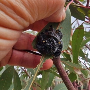 Perga sp. (genus) at Whitlam, ACT - 19 Jul 2024