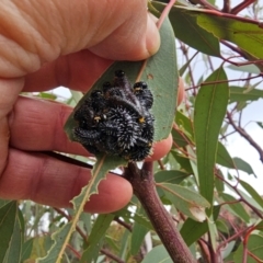 Perga sp. (genus) at Whitlam, ACT - 19 Jul 2024