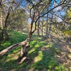 Acacia baileyana (Cootamundra Wattle, Golden Mimosa) at Whitlam, ACT - 19 Jul 2024 by Jiggy