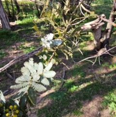 Acacia baileyana at Whitlam, ACT - 19 Jul 2024