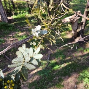 Acacia baileyana at Whitlam, ACT - 19 Jul 2024