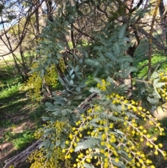 Acacia baileyana at Whitlam, ACT - 19 Jul 2024