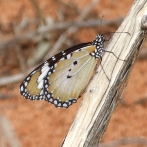 Danaus petilia at Gluepot, SA - 24 Apr 2010