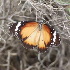 Danaus petilia at Gluepot, SA - 24 Apr 2010 01:55 PM