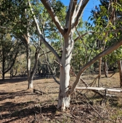 Eucalyptus (genus) (A Gum Tree) at Whitlam, ACT - 19 Jul 2024 by Jiggy