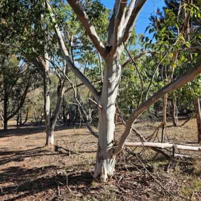 Eucalyptus blakelyi at Whitlam, ACT - 19 Jul 2024 by Jiggy