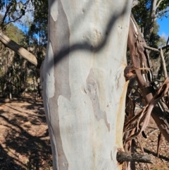 Eucalyptus sp. at Whitlam, ACT - 19 Jul 2024 10:35 AM