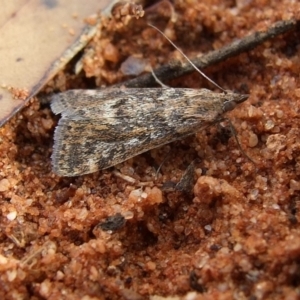 Achyra affinitalis at Gluepot, SA - 24 Apr 2010