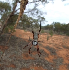 Trichonephila edulis (Golden orb weaver) at Gluepot, SA - 24 Apr 2010 by WendyEM