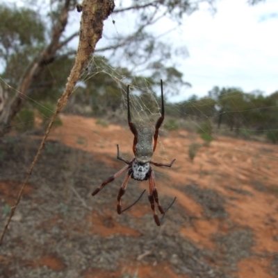 Trichonephila edulis (Golden orb weaver) at Gluepot, SA - 24 Apr 2010 by WendyEM