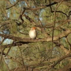 Petroica goodenovii (Red-capped Robin) at Gluepot, SA - 24 Apr 2010 by WendyEM