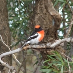 Petroica goodenovii (Red-capped Robin) at Gluepot, SA - 24 Apr 2010 by WendyEM