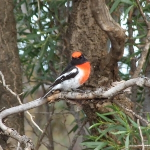 Petroica goodenovii (Red-capped Robin) at Gluepot, SA by WendyEM