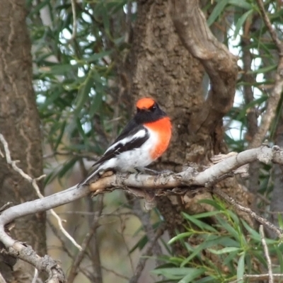 Petroica goodenovii (Red-capped Robin) at Gluepot Reserve - 24 Apr 2010 by WendyEM