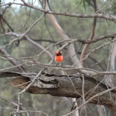 Petroica goodenovii at Gluepot, SA - 24 Apr 2010