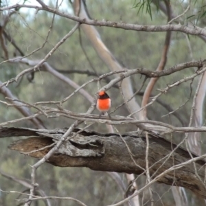 Petroica goodenovii at Gluepot, SA - 24 Apr 2010