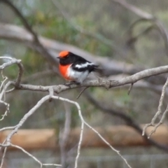 Petroica goodenovii at Gluepot, SA - 24 Apr 2010