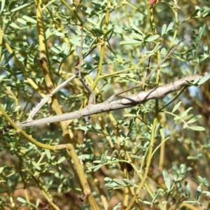 Archimantis sp. (genus) at Gluepot, SA by WendyEM