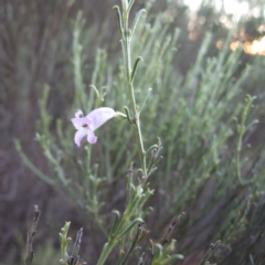 Eremophila scoparia (Silver Emubush, Broom Bush) at Gluepot, SA - 25 Apr 2010 by WendyEM