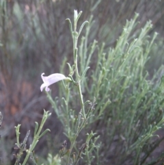 Eremophila scoparia at Gluepot, SA - 25 Apr 2010 05:59 PM