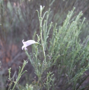Eremophila scoparia at Gluepot, SA - 25 Apr 2010 05:59 PM