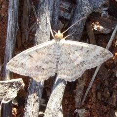 Scopula rubraria (Reddish Wave, Plantain Moth) at Gluepot Reserve - 25 Apr 2010 by WendyEM