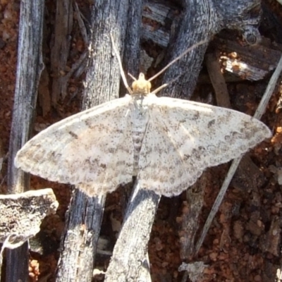 Scopula rubraria (Reddish Wave, Plantain Moth) at Gluepot Reserve - 25 Apr 2010 by WendyEM