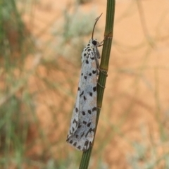 Utetheisa lotrix (Crotalaria Moth) at Gluepot, SA - 25 Apr 2010 by WendyEM