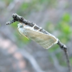 Earias paralella (Three-barred Earis) at Gluepot Reserve - 25 Apr 2010 by WendyEM