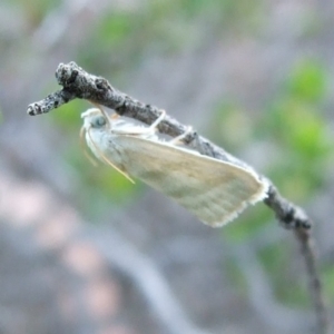 Earias paralella at Gluepot, SA - 25 Apr 2010