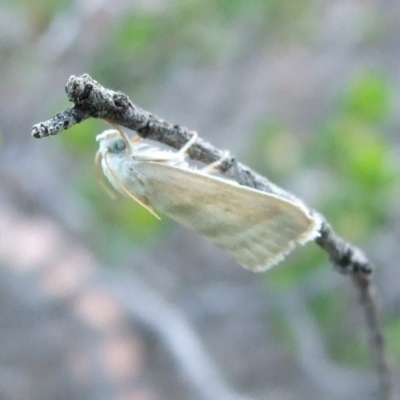 Earias paralella (Three-barred Earis) at Gluepot Reserve - 25 Apr 2010 by WendyEM