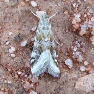 Hellula hydralis (Cabbage Centre Moth) at Gluepot, SA by WendyEM