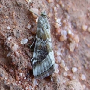 Hellula hydralis at Gluepot, SA - 25 Apr 2010