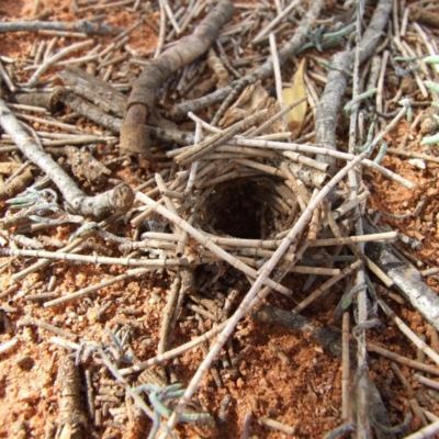 Idiopidae (family) (Armoured or Spiny Trapdoor Spider) at Gluepot, SA - 25 Apr 2010 by WendyEM