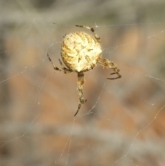 Unidentified Orb-weaving spider (several families) at Gluepot, SA - 25 Apr 2010 by WendyEM