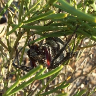 Unidentified Orb-weaving spider (several families) at Gluepot, SA - 25 Apr 2010 by WendyEM