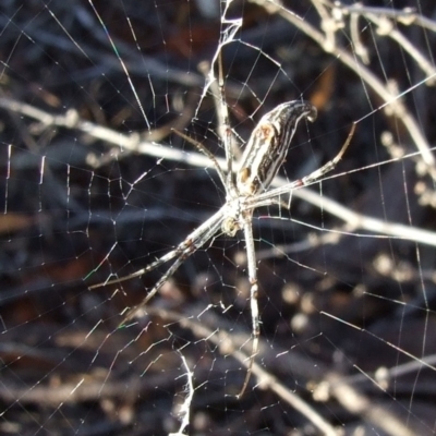 Argiope protensa (Long-tailed Argiope) at Gluepot, SA - 25 Apr 2010 by WendyEM