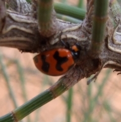 Coccinella transversalis (Transverse Ladybird) at Gluepot Reserve - 25 Apr 2010 by WendyEM