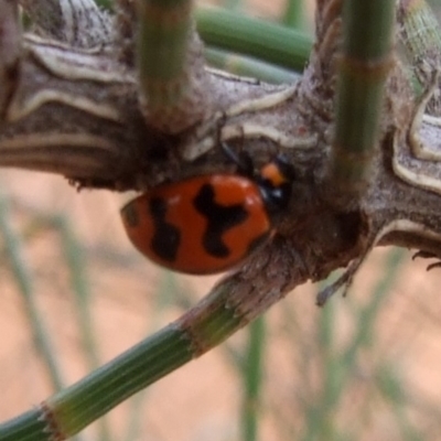 Coccinella transversalis (Transverse Ladybird) at Gluepot, SA - 25 Apr 2010 by WendyEM