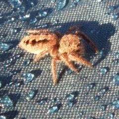 Sandalodes superbus (Ludicra Jumping Spider) at Gluepot, SA - 25 Apr 2010 by WendyEM