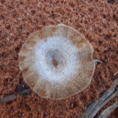 Unverified Cup or disk - with no 'eggs' at Gluepot, SA - 25 Apr 2010 by WendyEM