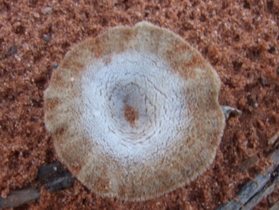 Unidentified Cup or disk - with no 'eggs' at Gluepot, SA - 24 Apr 2010 by WendyEM