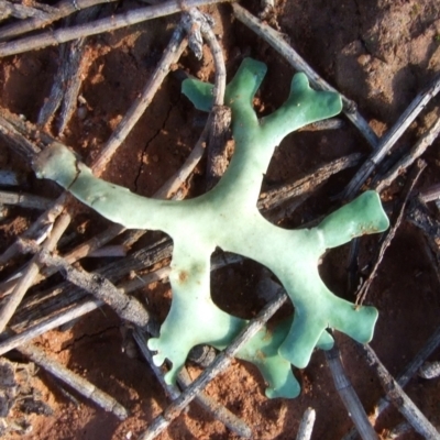 Lichen - foliose at Gluepot, SA - 25 Apr 2010 by WendyEM