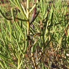 Mantoididae (family) at Gluepot, SA - 25 Apr 2010 08:21 AM