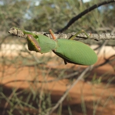 Mantodea (order) at Gluepot, SA - 25 Apr 2010 by WendyEM