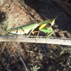 Orthodera gunnii at Gluepot, SA - 25 Apr 2010