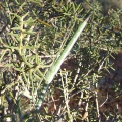 Unidentified Praying mantis (Mantodea) at Gluepot, SA - 25 Apr 2010 by WendyEM