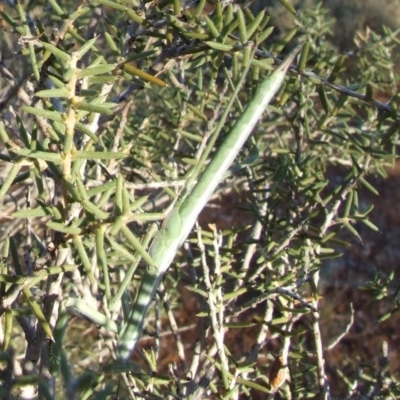 Unverified Praying mantis (Mantodea) at Gluepot, SA - 25 Apr 2010 by WendyEM