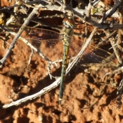 Hemicordulia tau (Tau Emerald) at Gluepot, SA - 25 Apr 2010 by WendyEM